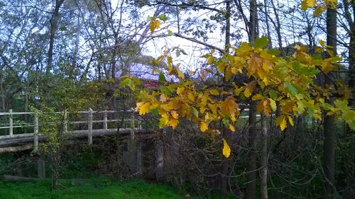 footbridge & autumn leaves