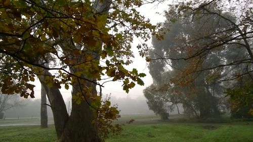 WP_20160628_09_04_10_mistyoak