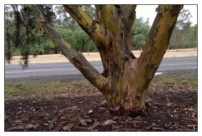 abtree2016 01 520 150