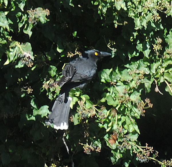currawong2