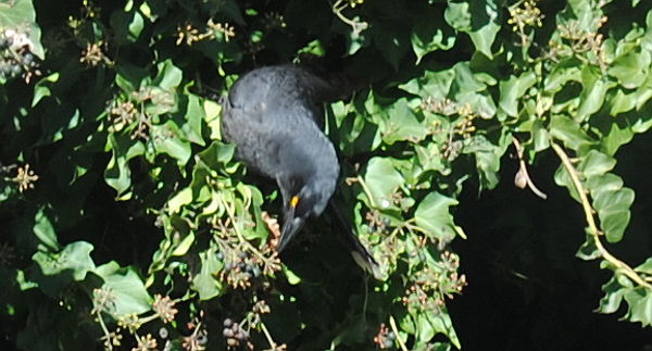 currawong3