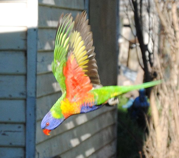 flying rainbow lorikeet