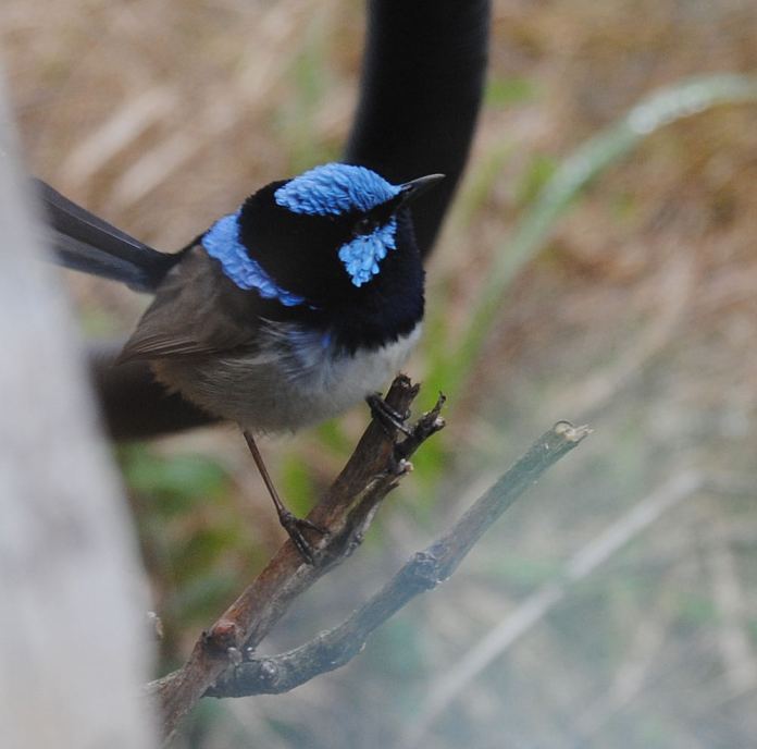 superb blue wren