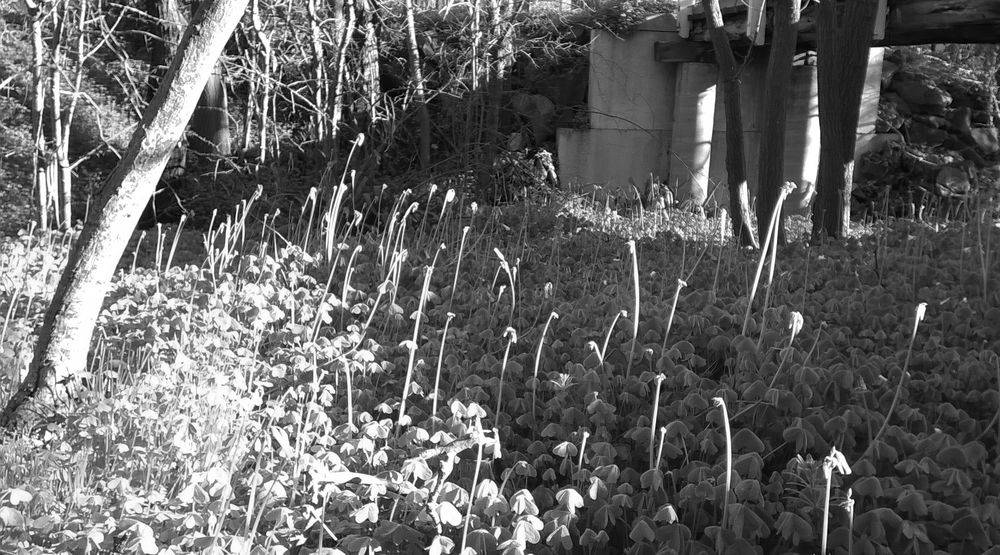 light play on clover flower stalks