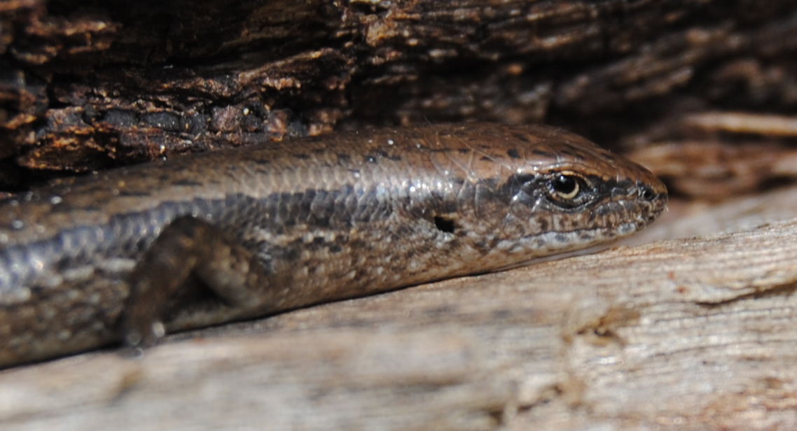 skink2