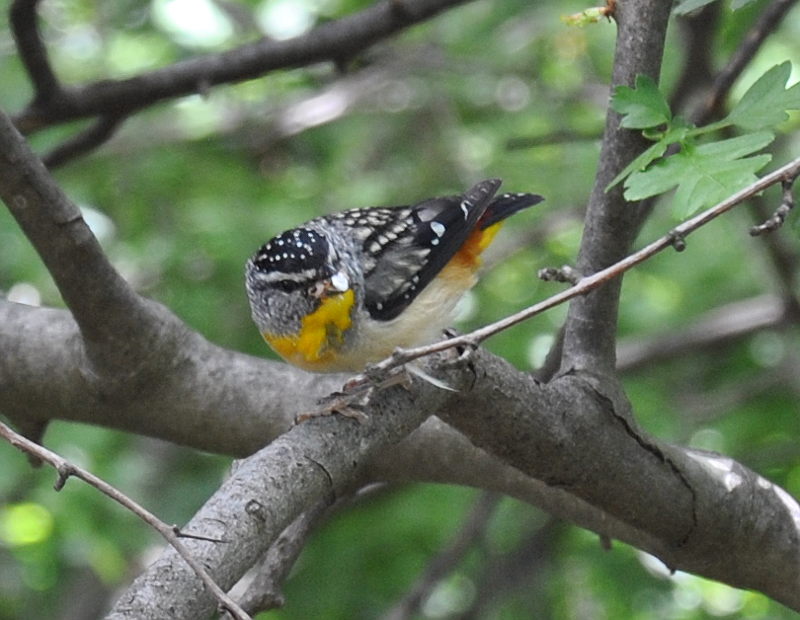 pardalote