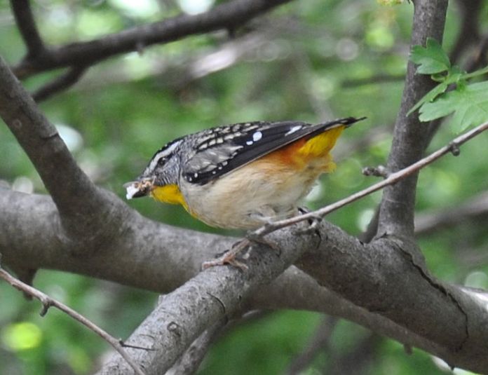 pardalote2