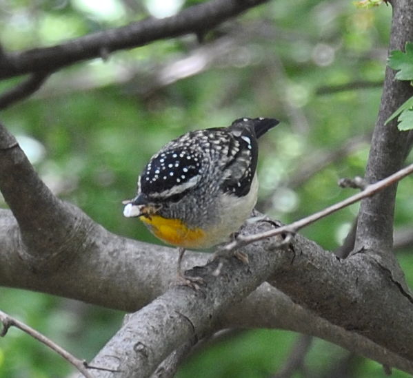 pardalote3