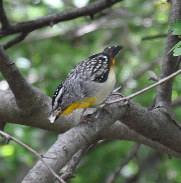 pardalote5