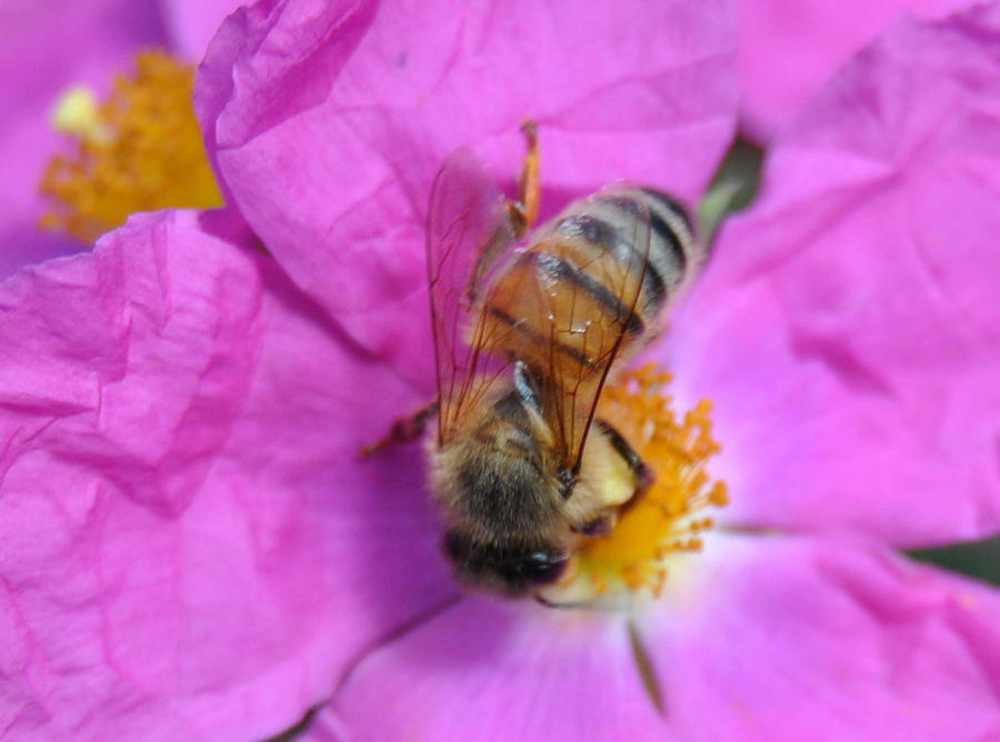 pinkbee2