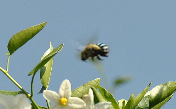 blue-banded bee in flight
