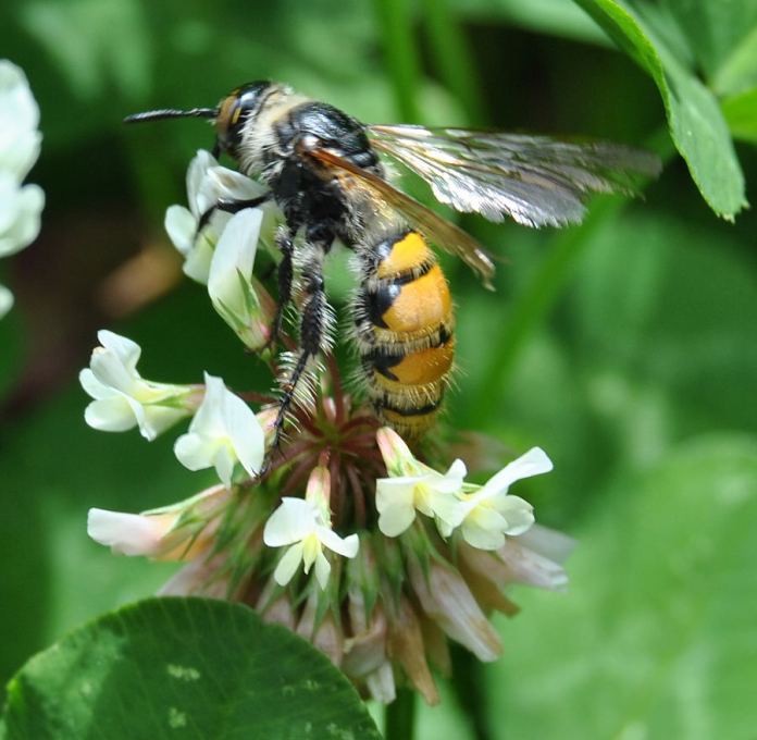 hairy flower wasp on clover blossom