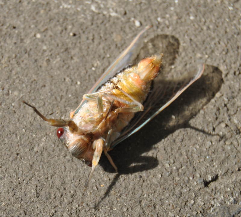 cicadaonbackdsc_2187