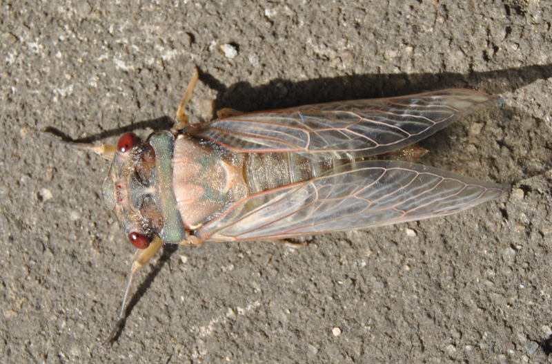 cicadapaledsc_2188