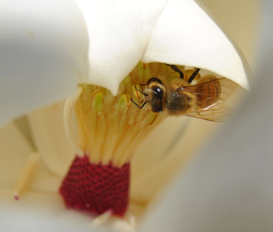 magnoliabee4dsc_2212