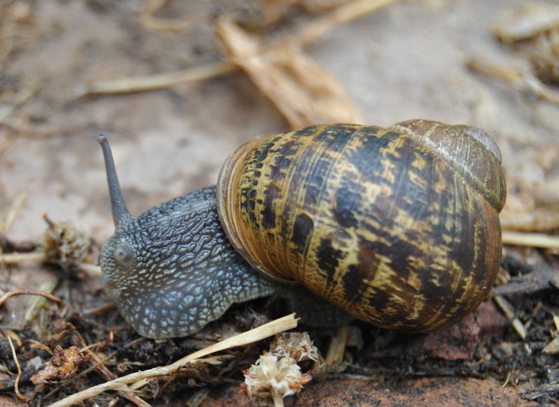 snail2