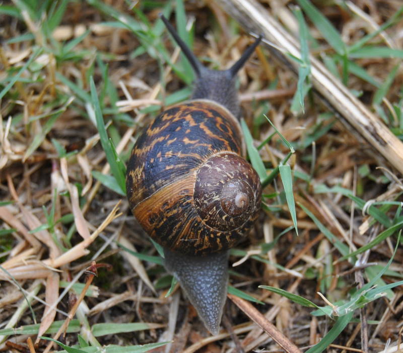snailfull