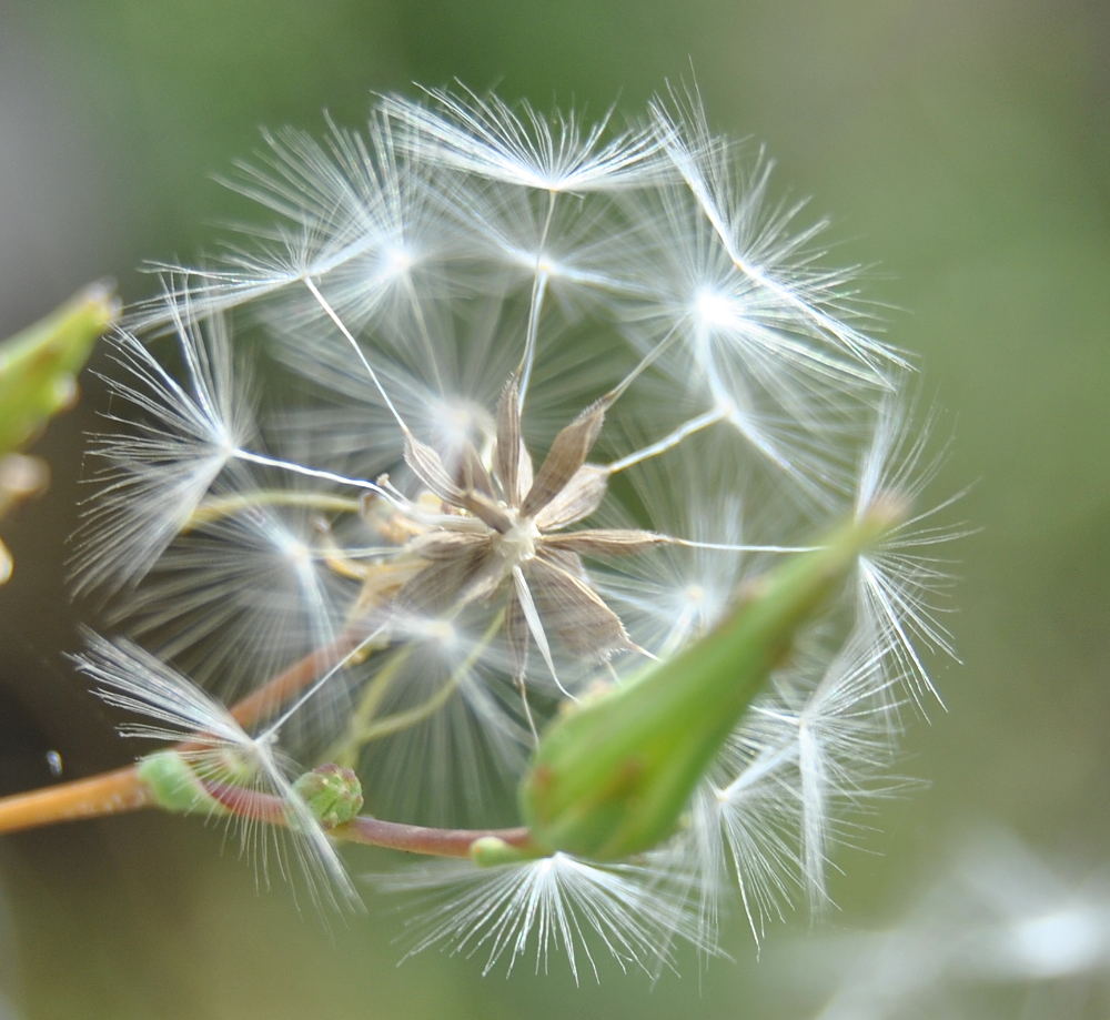 pricklylettucedsc_2451