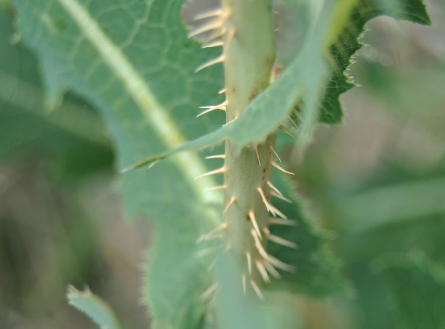 pricklylettucedsc_2456