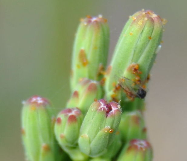 pricklylettucedsc_2457