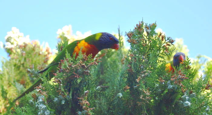 lorikeetsDSC_2804