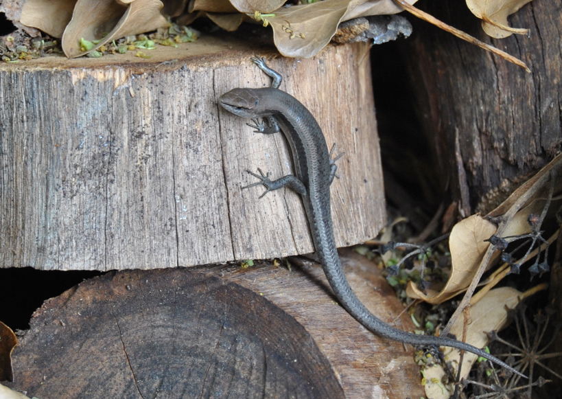 skink