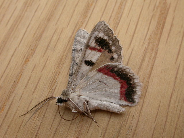 640px-Crypsiphona_ocultaria