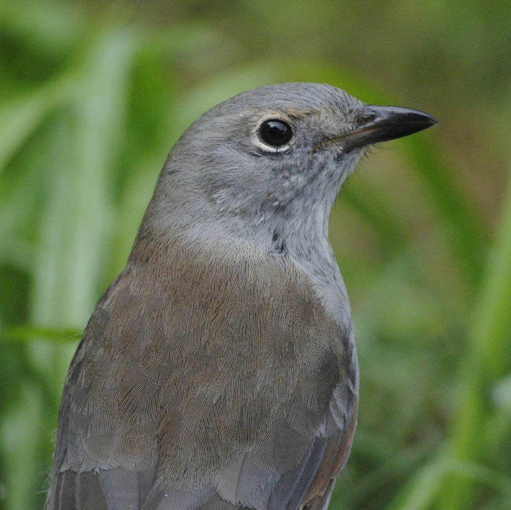 _shrikethrushDSC3693