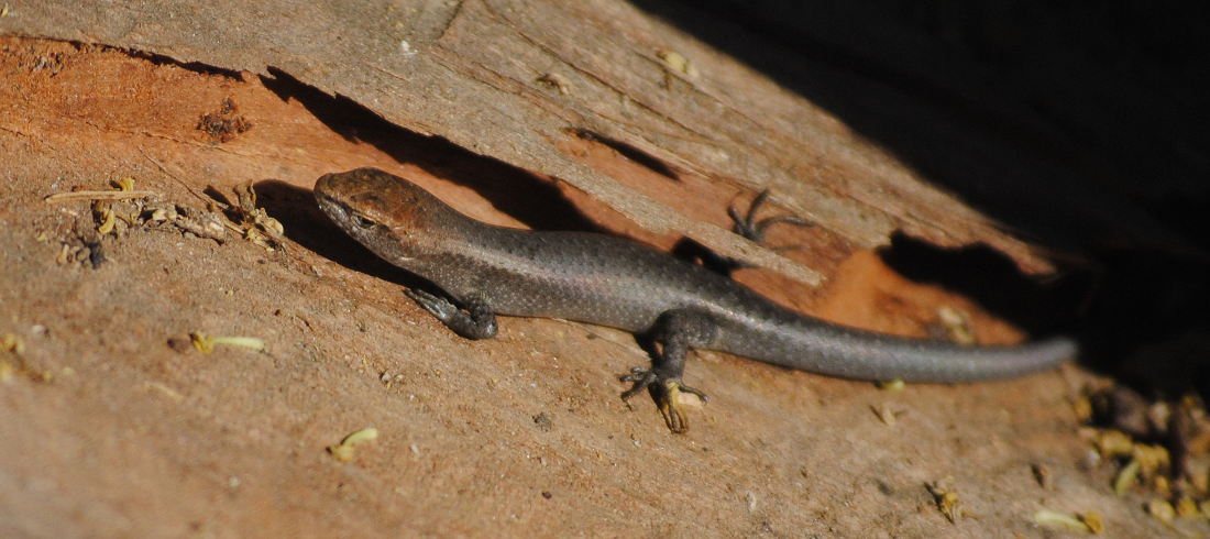 skink_DSC3648