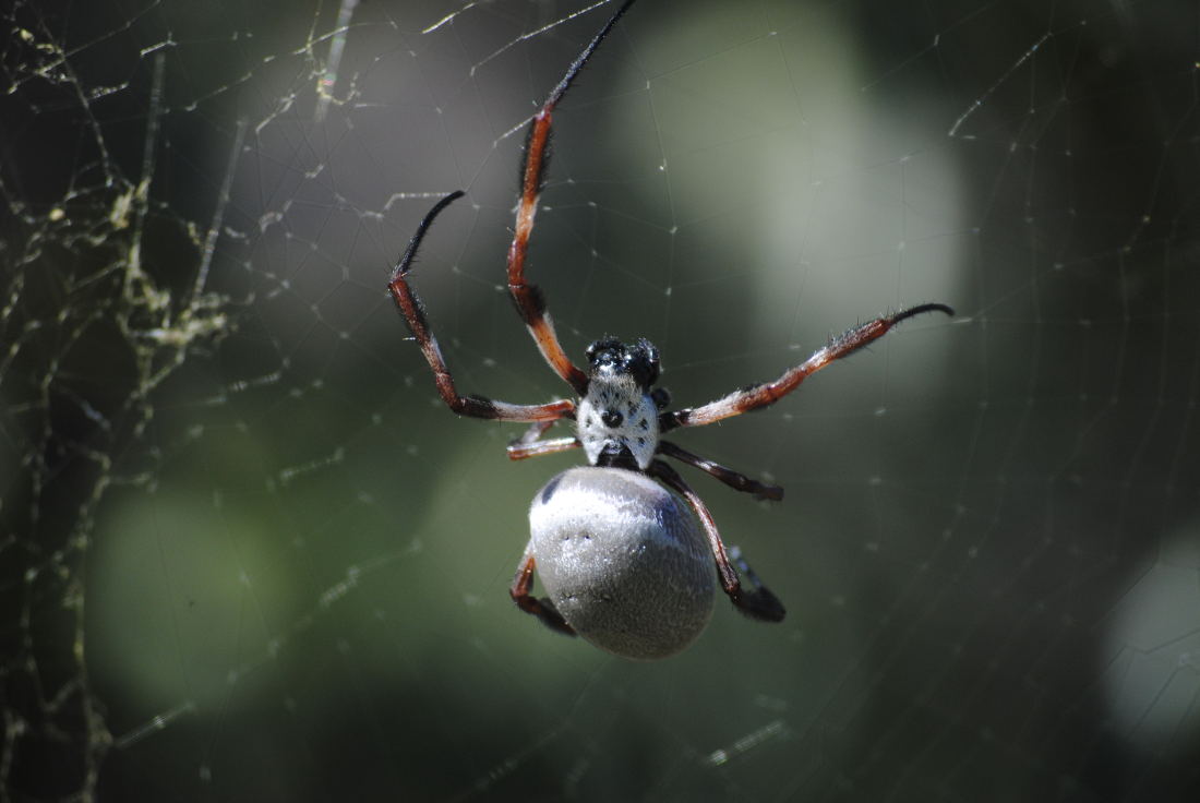 spiderDSC_3541