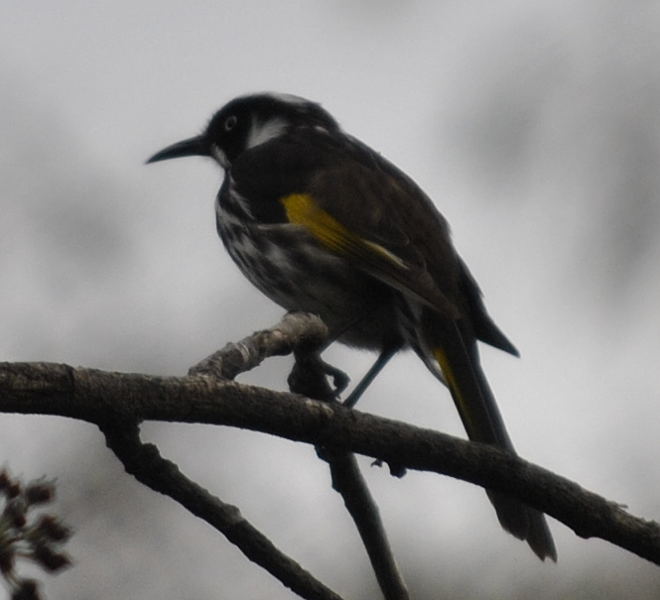 nh_honeyeaterDSC4034