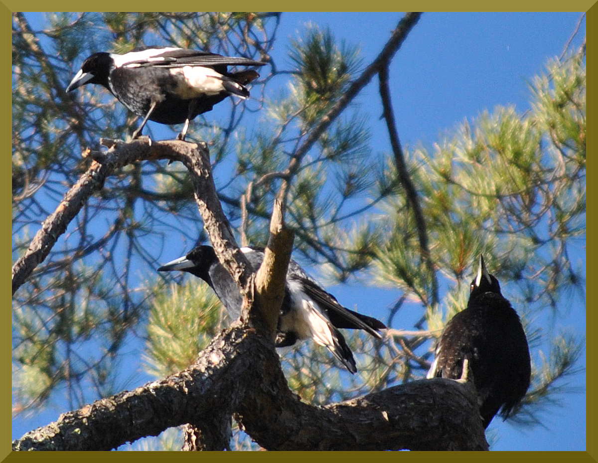magpiesDSC_4901