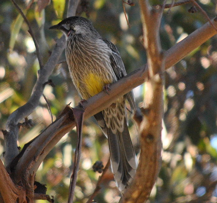 wattlebird