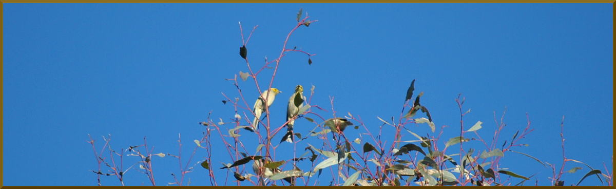 whplumedhoneyeater