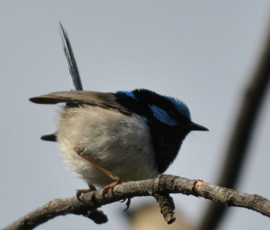 fairywren