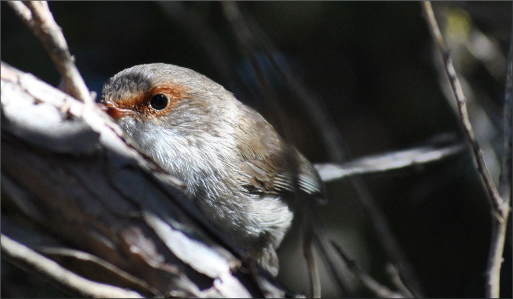 fairywren