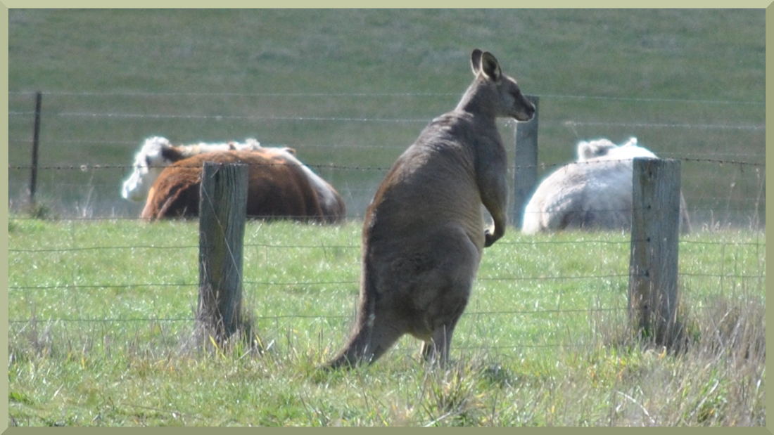 kangaroo6280