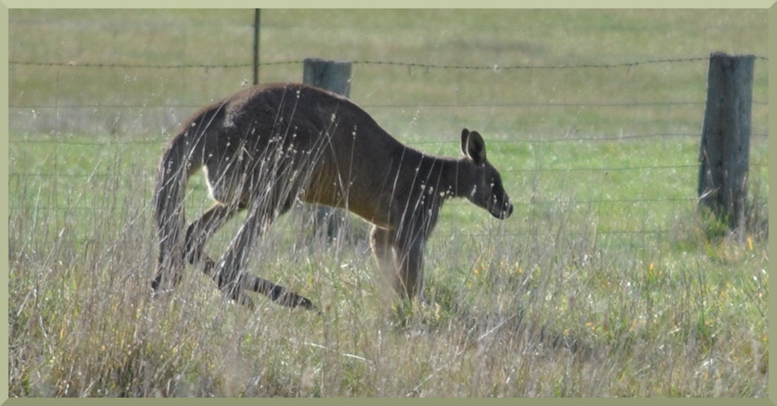 kangaroo6281