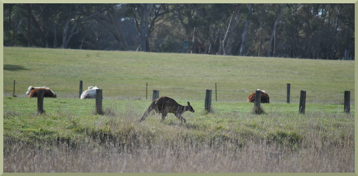 kangaroo6282
