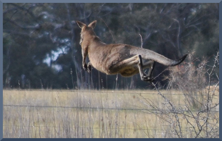 kangarooDSC_6294