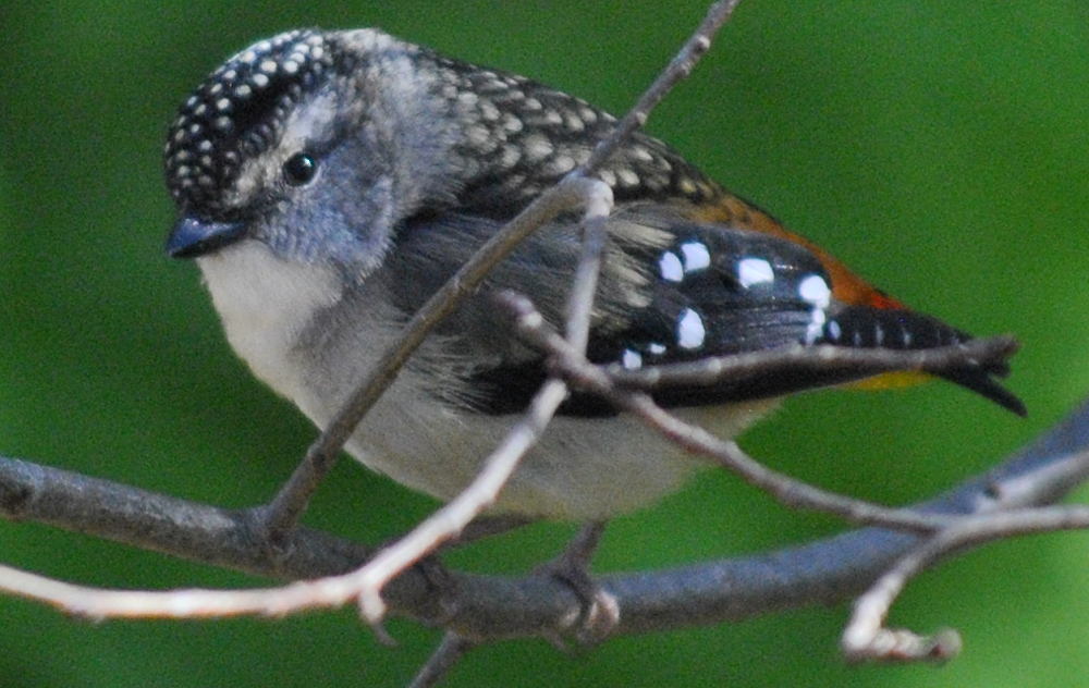 pardalote6552