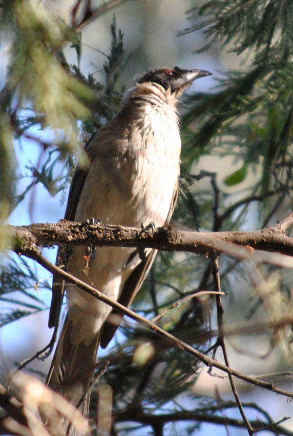 friarbird_8458