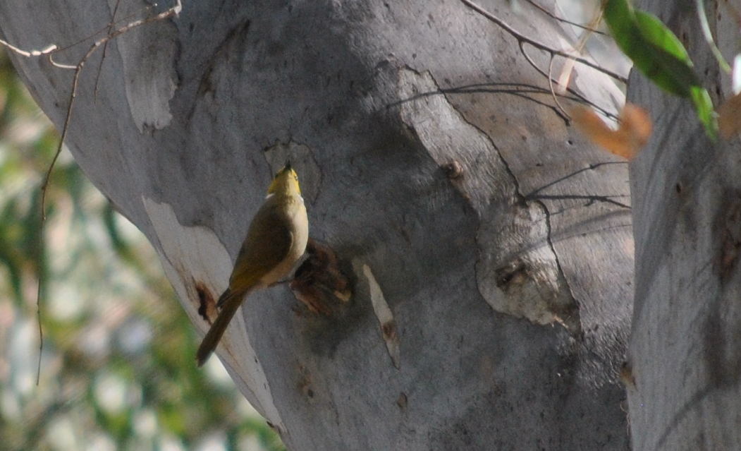 honeyeater_8517