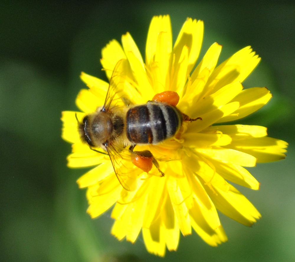 beeorangehoneybags_8692