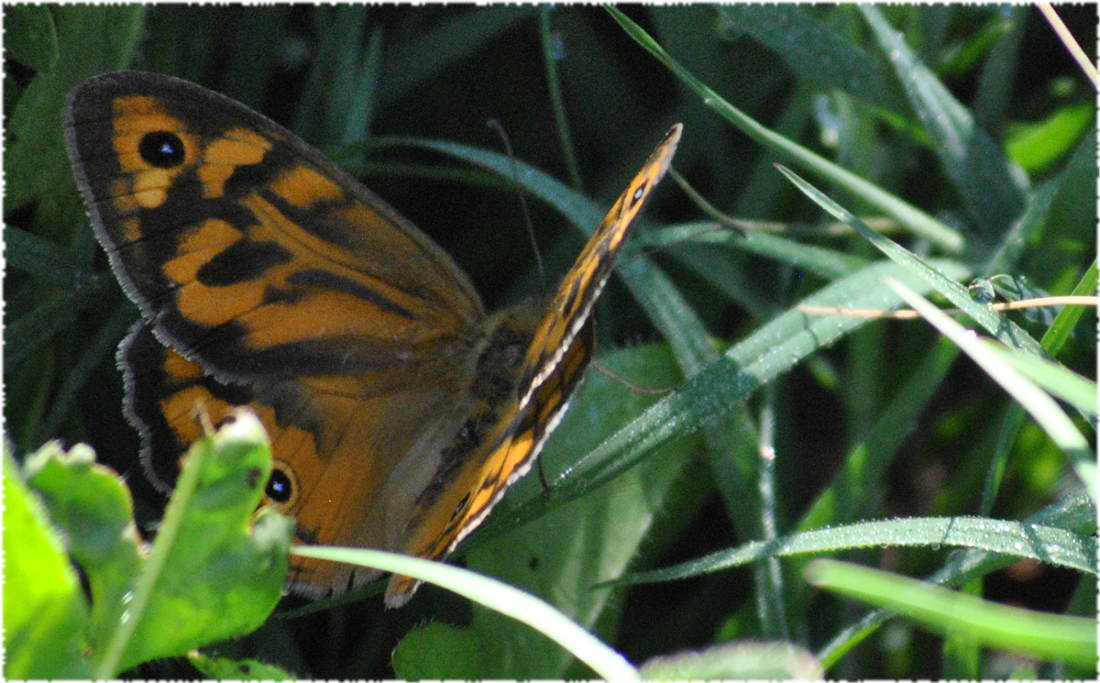 orangebluespotbutterfly