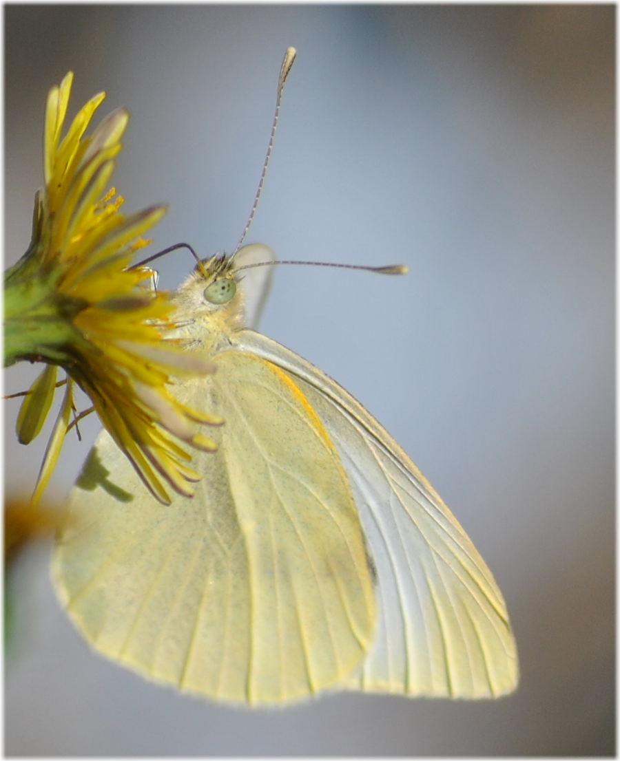 smallwhite