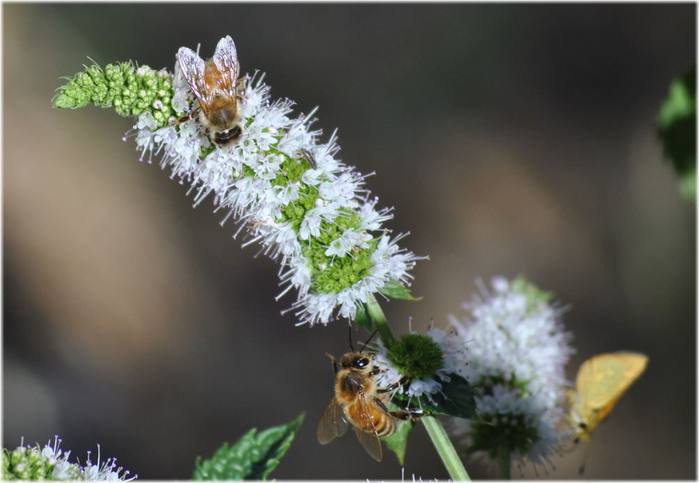 bees_mint