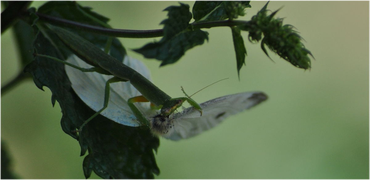 mantis_smallwhite