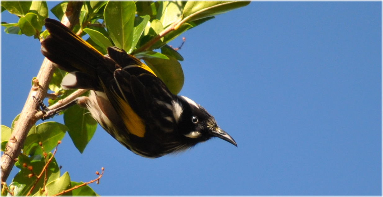 newhollandhoneyeater
