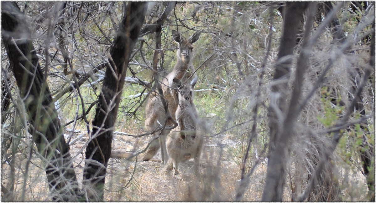 watching_kangaroos
